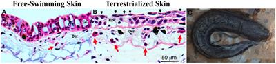 Effects of Experimental Terrestrialization on the Skin Mucus Proteome of African Lungfish (Protopterus dolloi)